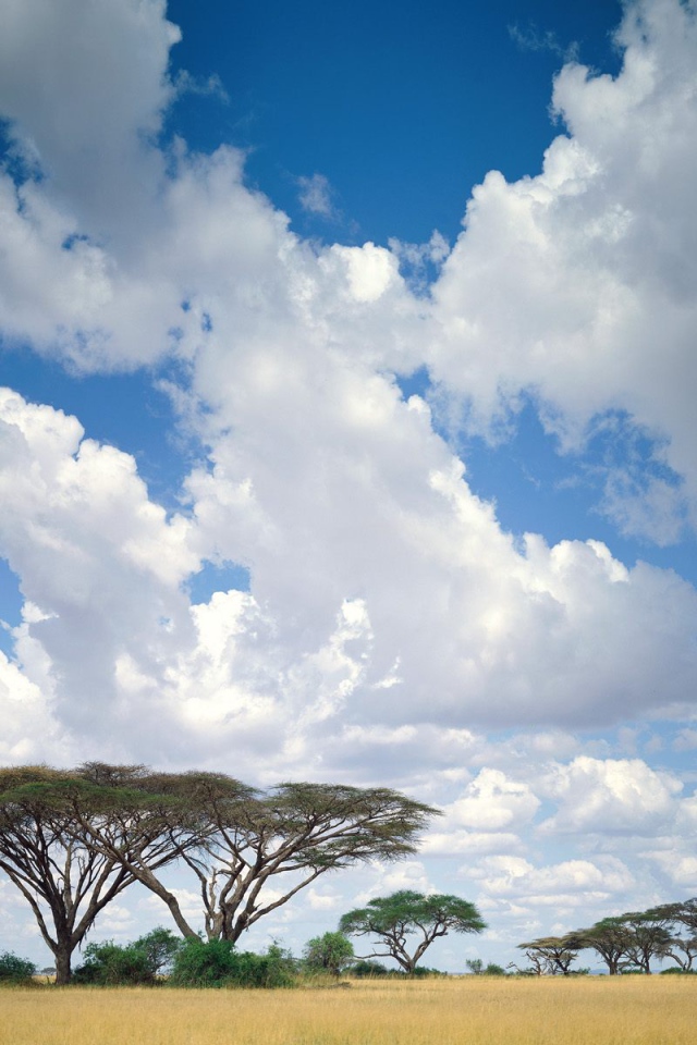 Masai Mara / Кения / Африка