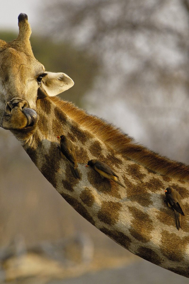 Любопытный Жираф / Африка