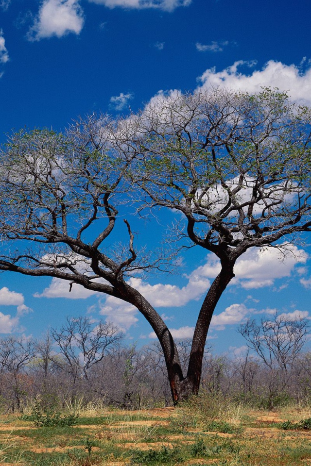 Шакаве / Ботсвана / Африка