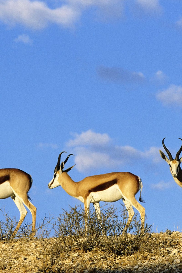 Шпрингбоки / Kgalagadi  Парк / Калахари / Африка