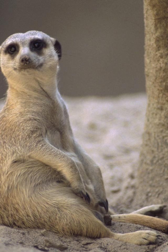 Отдых / Meerkat / Африка