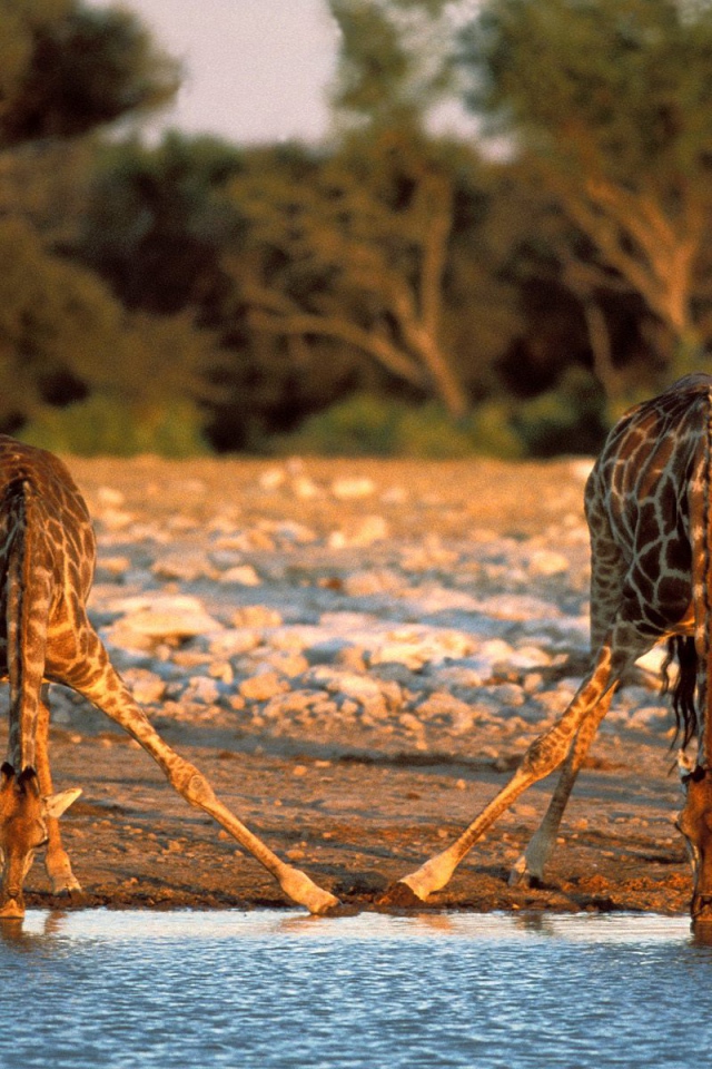 Измученные жаждой Жирафы / Etosha Национальный Парк / Намибия / Африка
