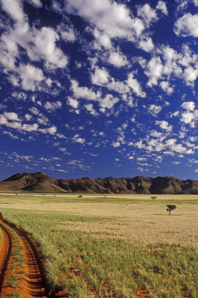 Ток токки / Пустыня Намиб / Намибия / Африка