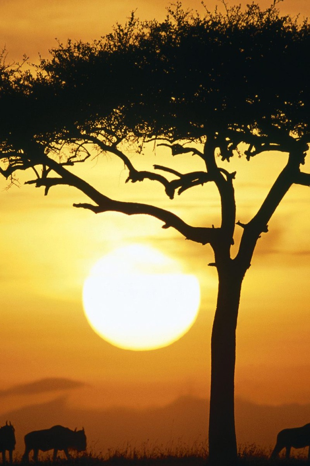 Синие Дикие животные в Восходе солнца / Масаи Мара / Кения / Африка