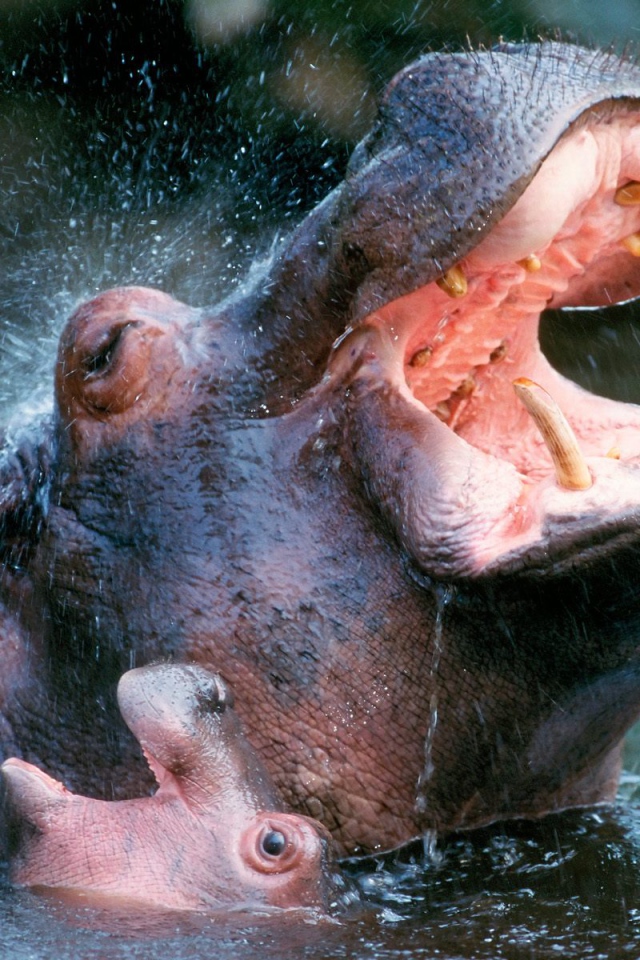 Bathing Hippopotamuses / Africa