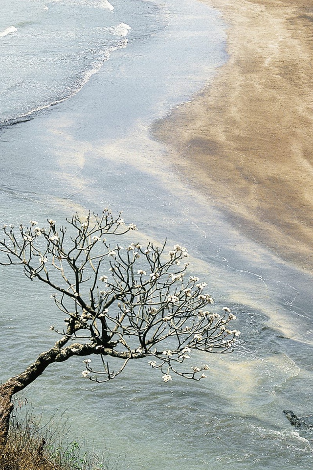 Дерево Champak / Махараштра / Индия