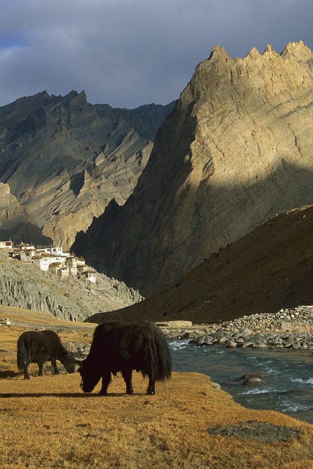  Яки / Рядом с Деревней Фотоскар / Ладакх / Индия