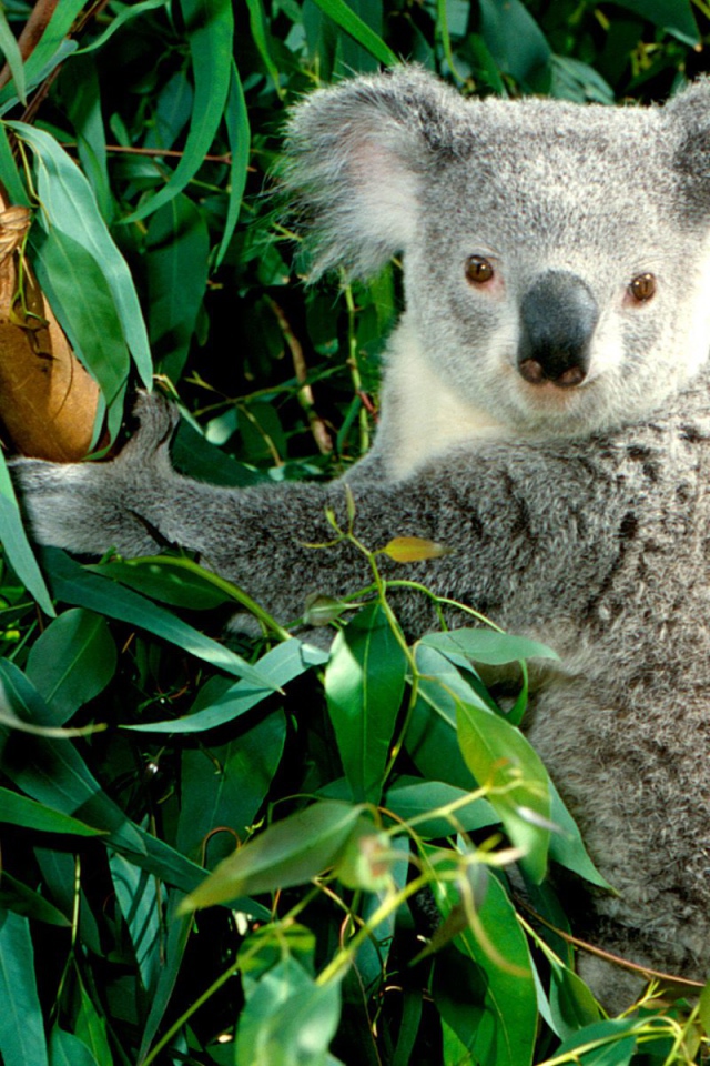 Коала / Австралия