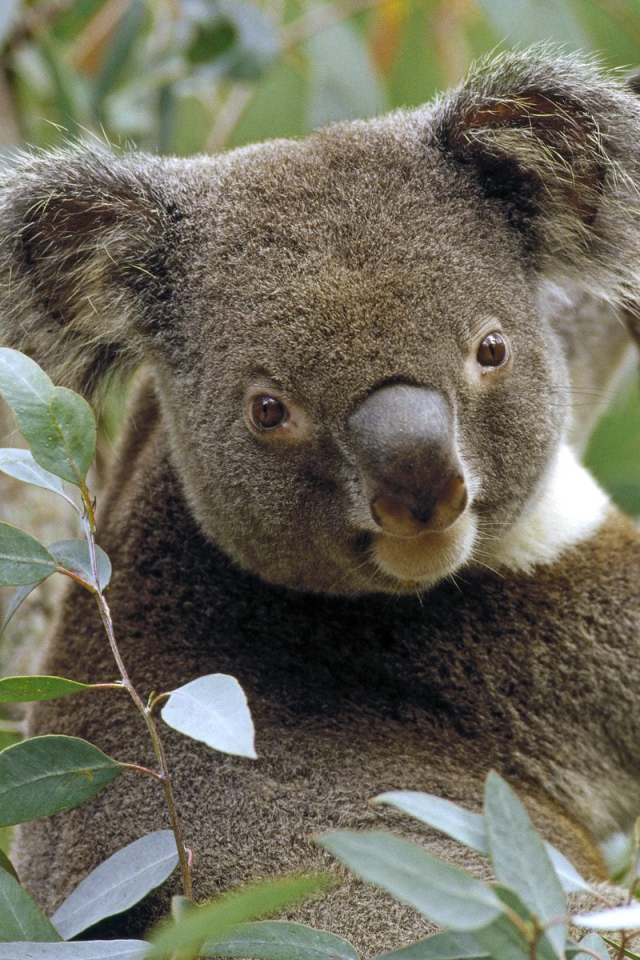 Коала на Дереве Эвкалипта / Австралия