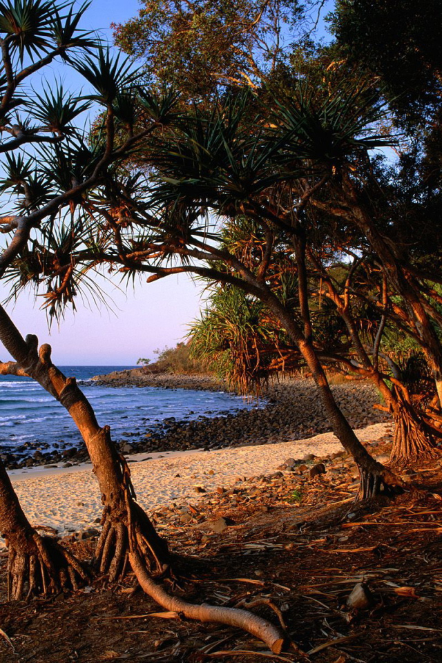 Берег дерева чая