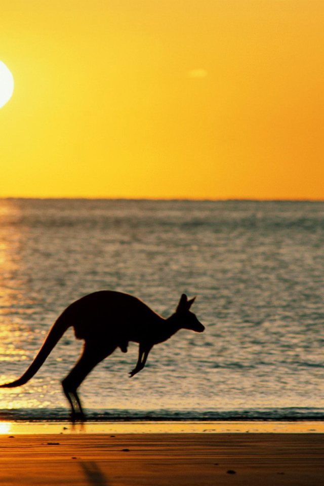 Кенгуру - Австралия