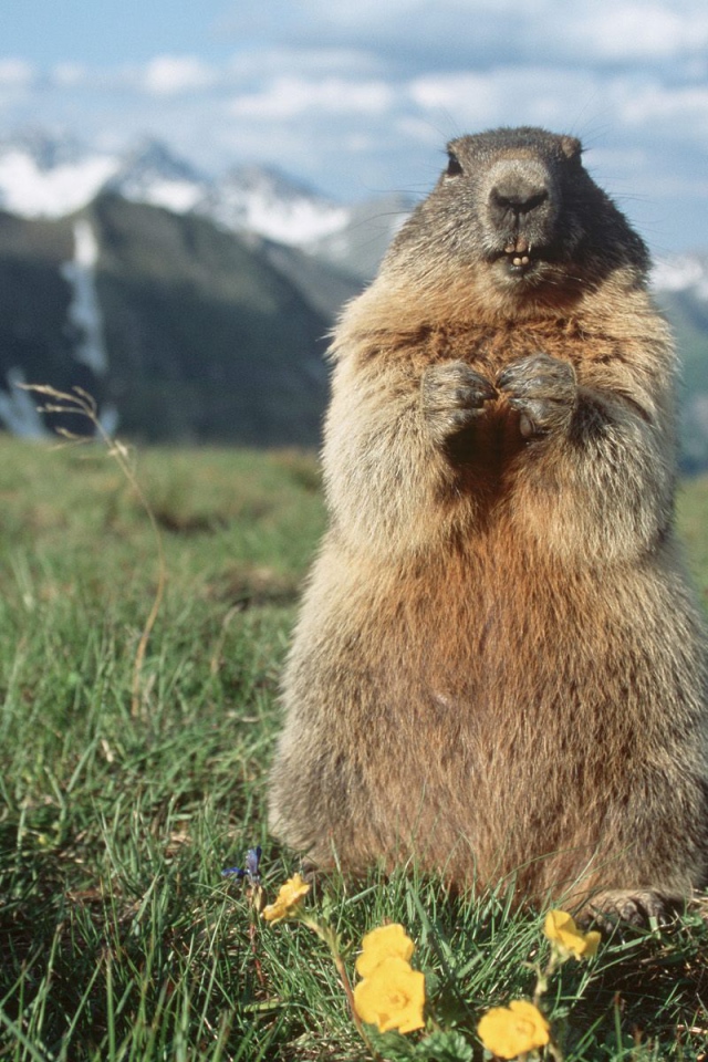 Альпийский Сурок, Hohe Tauern
