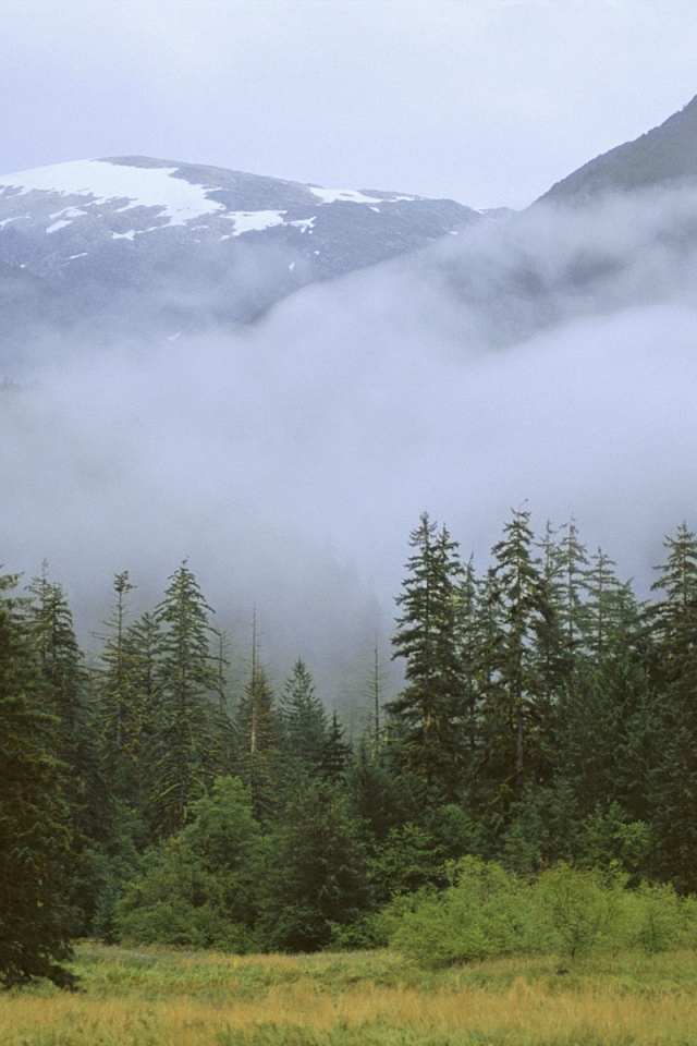 Дождливый лес