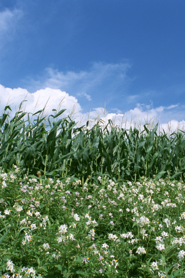 Граница кукурузы