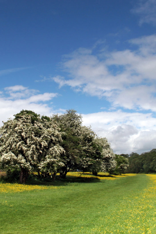 Прибрежная полоса Лютиков