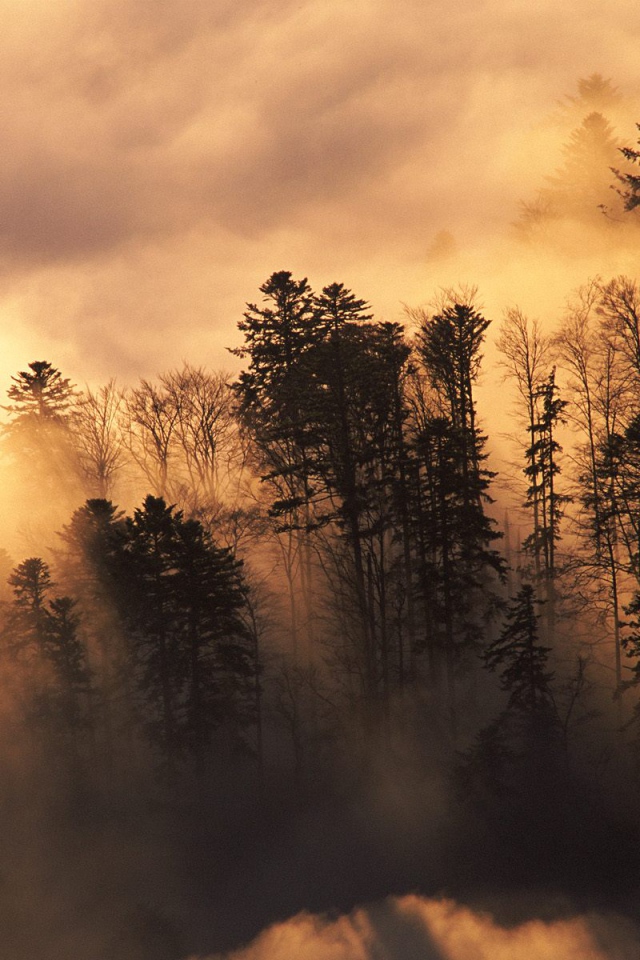 Лесистая местность в тумане