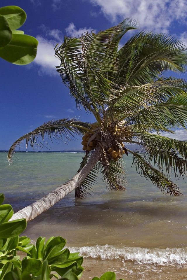 Кланящиеся пальмы