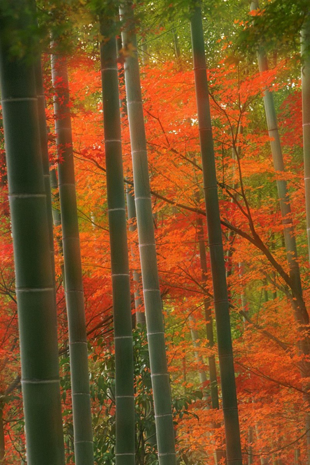 Бамбуковый Лес, парк Arashiyama, Киото, Япония