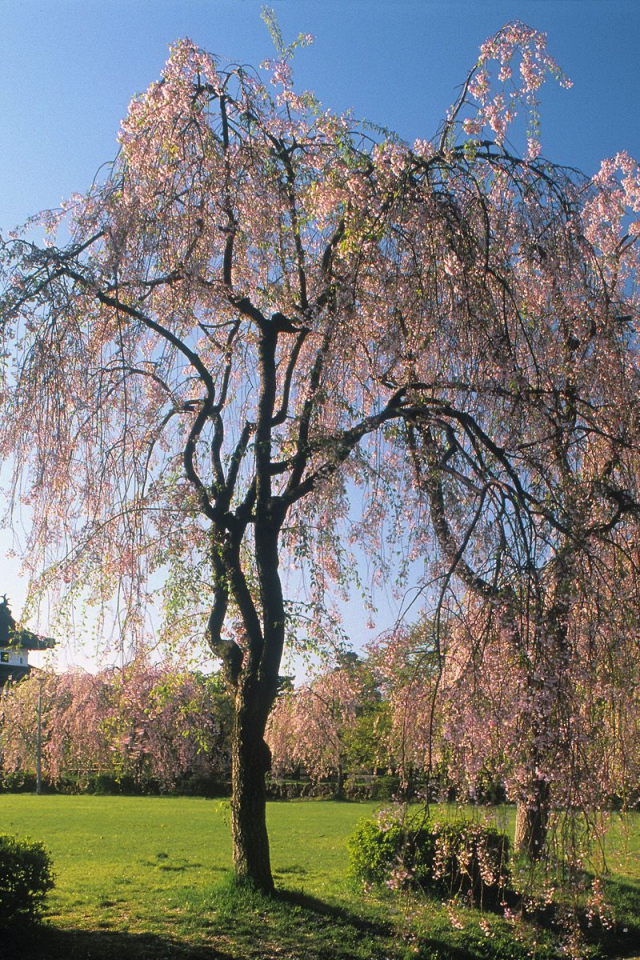 Замок Хиросаки, Япония