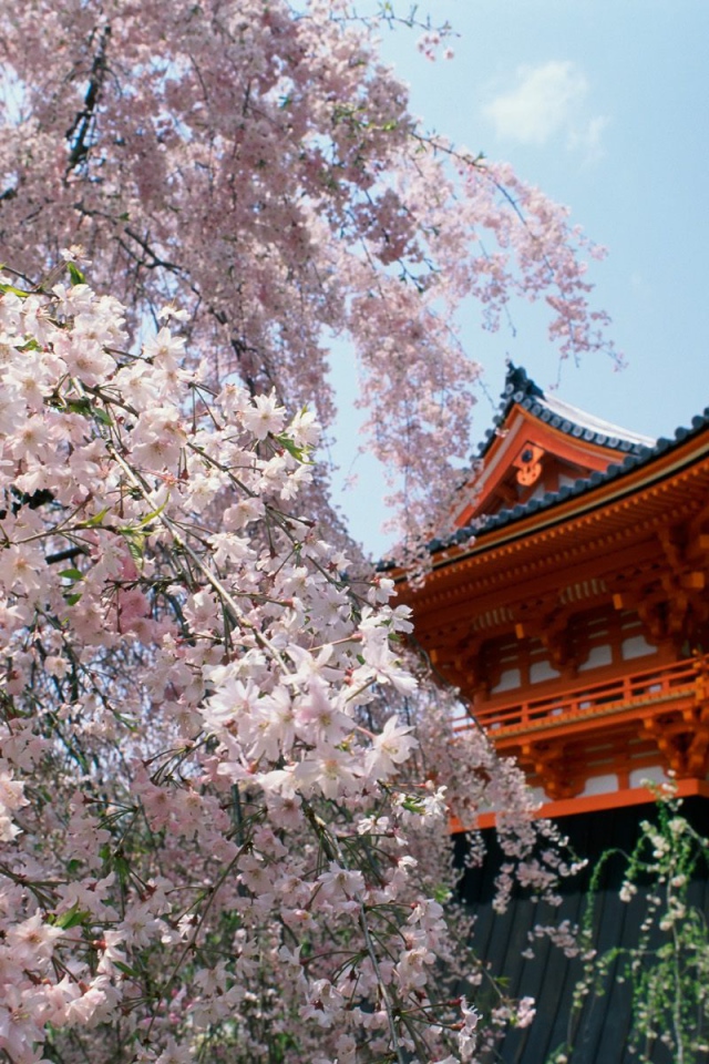 Вишневые расцветы, Храм Ninnaji, Киото, Япония