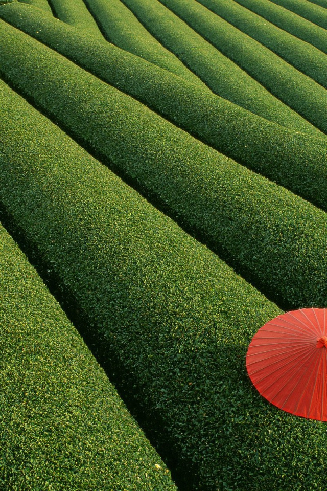 Чайные поля, Япония