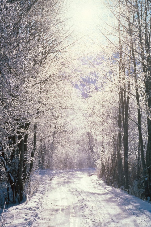 Снежный лес, Берн, Швейцария