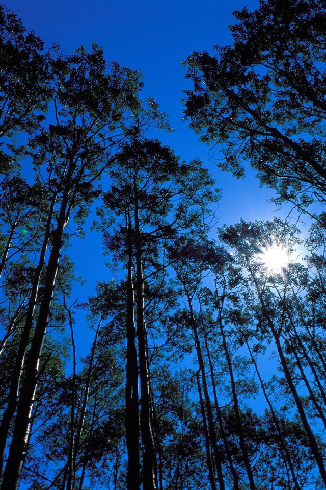 Дикая местность