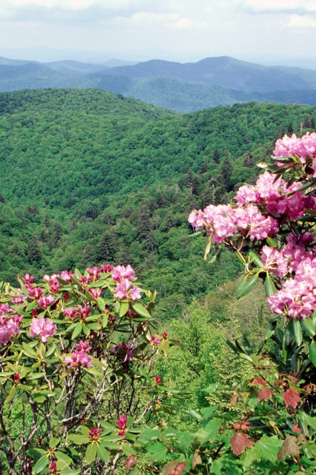 Коса Голубого хребта США