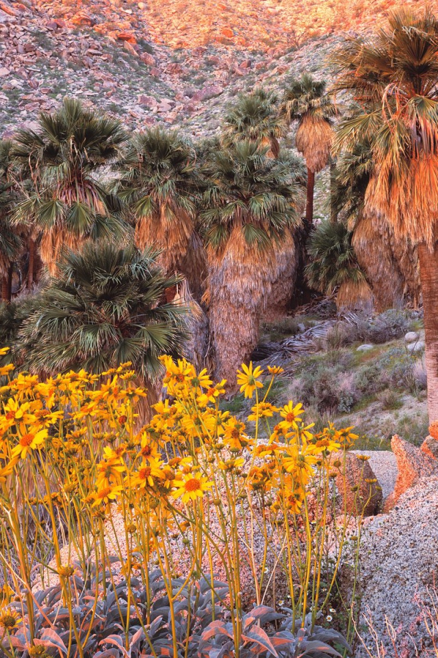 Brittebush в Восходе солнца США