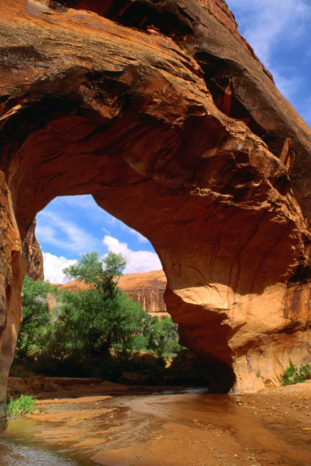 Американский волк Естественный Мост США