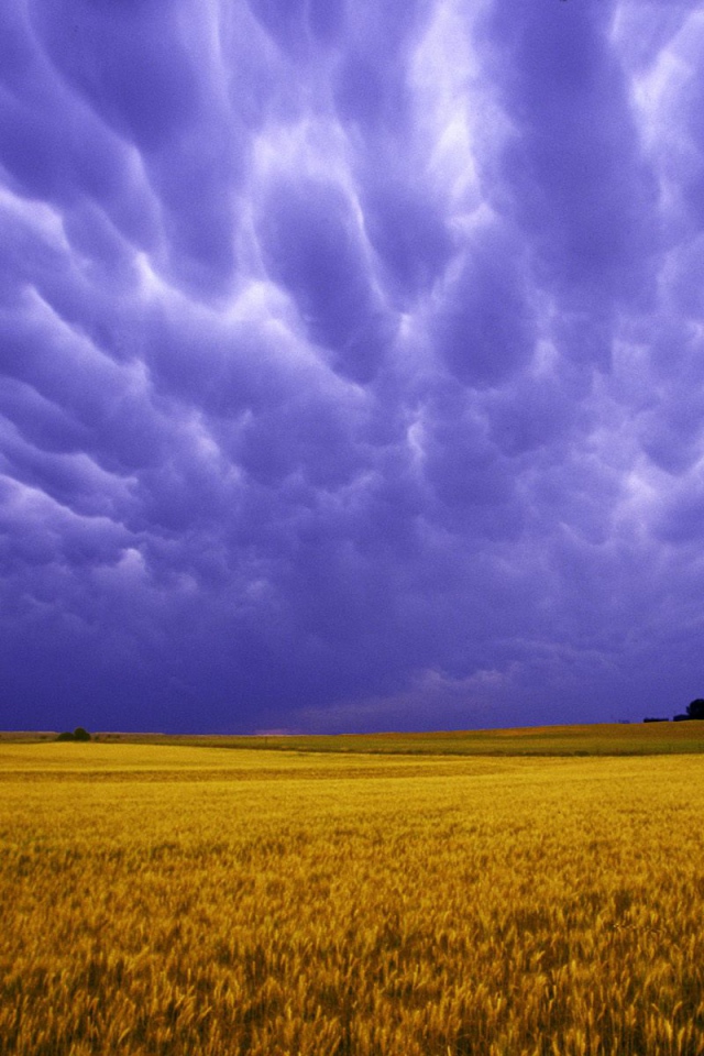 Поля Янтарных Зерен США