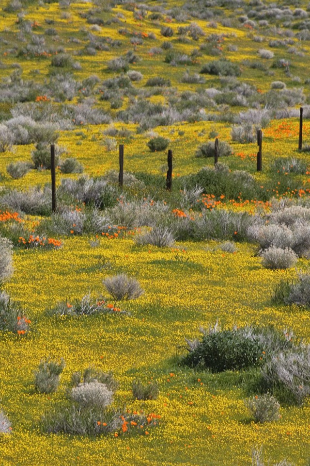 Золотые прииски, США
