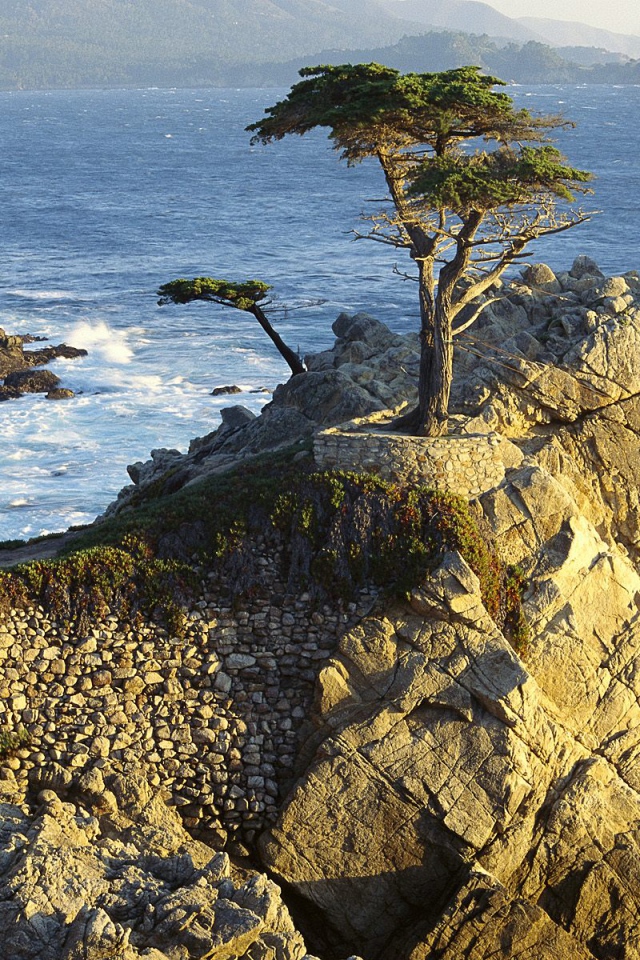 Кипарис Lono / Берег Гальки / Калифорния / США