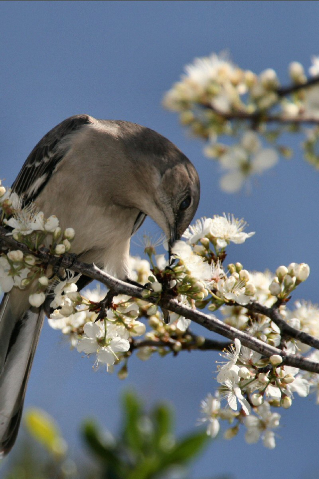 Пересмешник, США