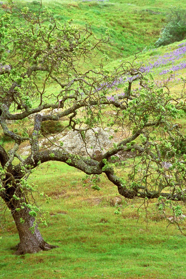 Дуб / Ручей Санта Розы / Калифорния / США