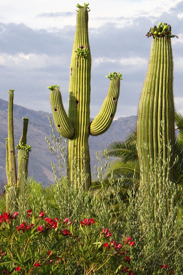 Кактусы Цереуса гигантского, США