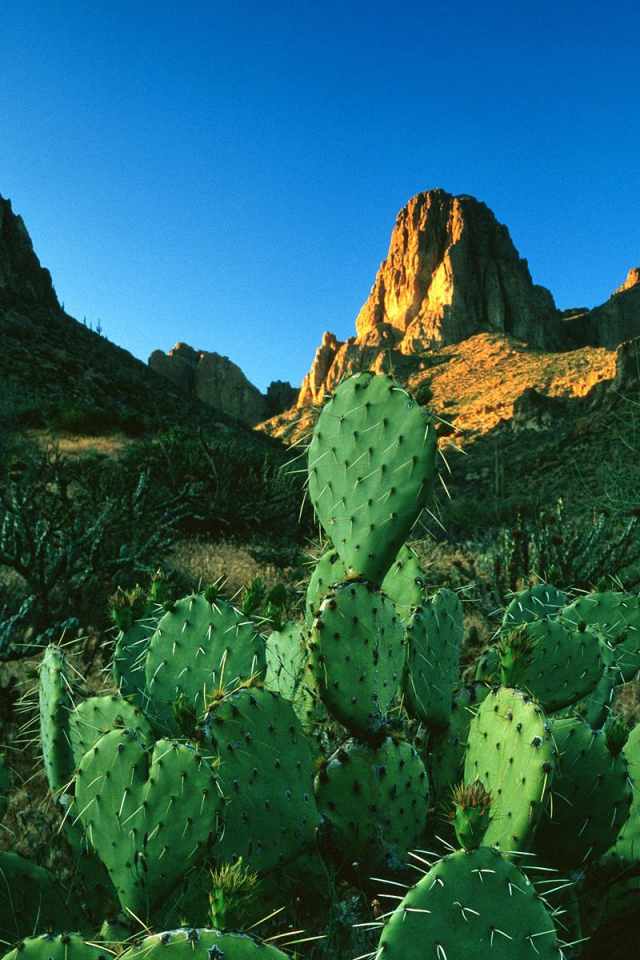 Свет восхода солнца в  Горах Суеверия / Апачский След / Аризона / США