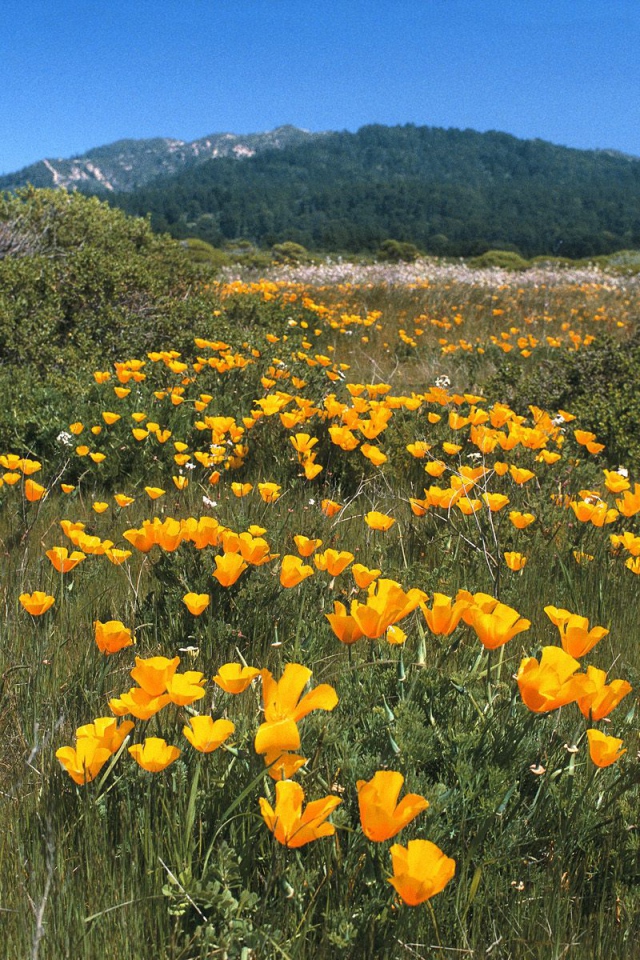 Желтая Дорога, США