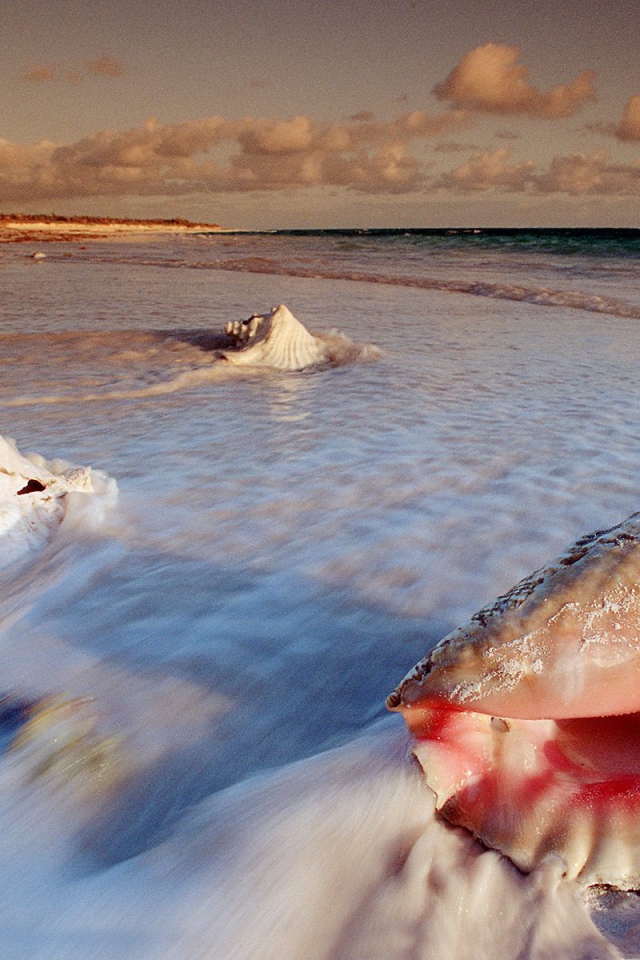 Большие раковины