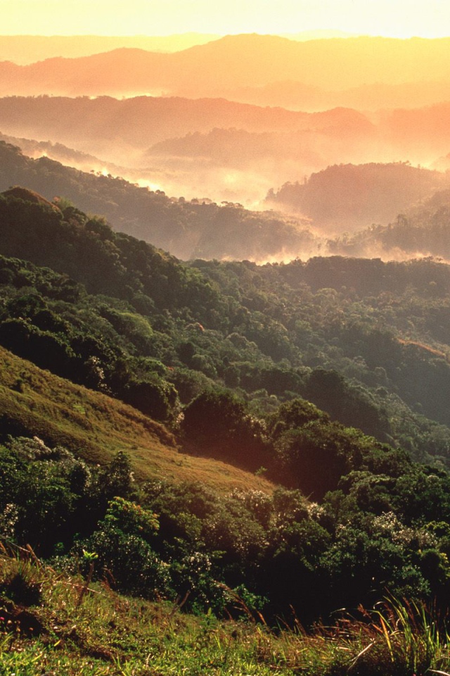 Тропический лес El Yunque