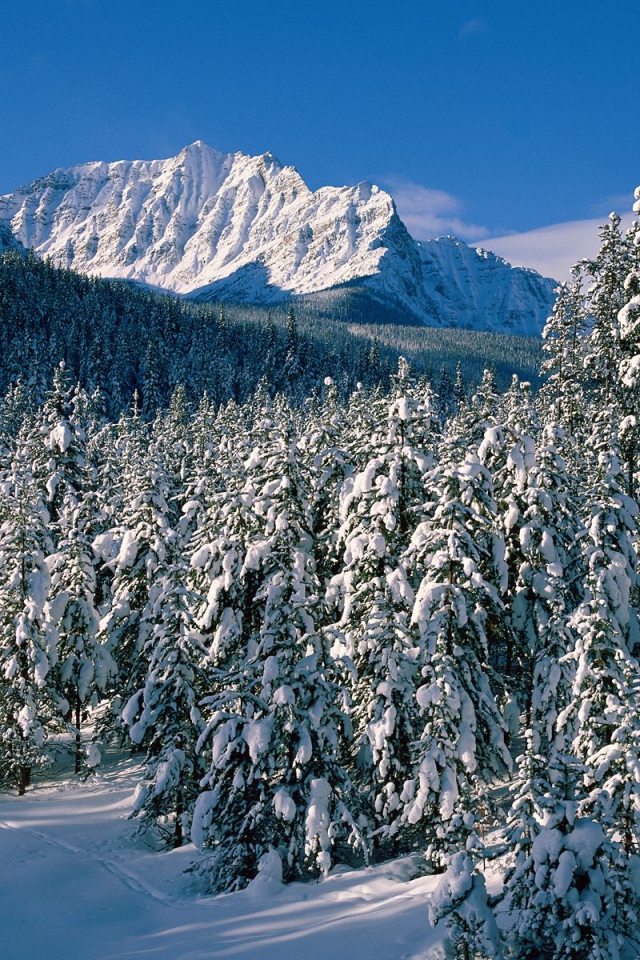 Фэрвив Альберта