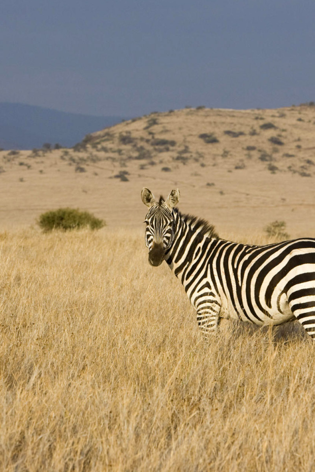 Африканская зебра