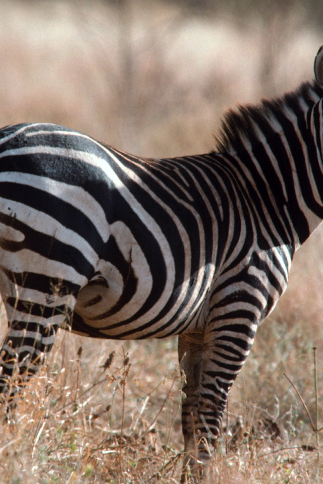 Африканская зебра