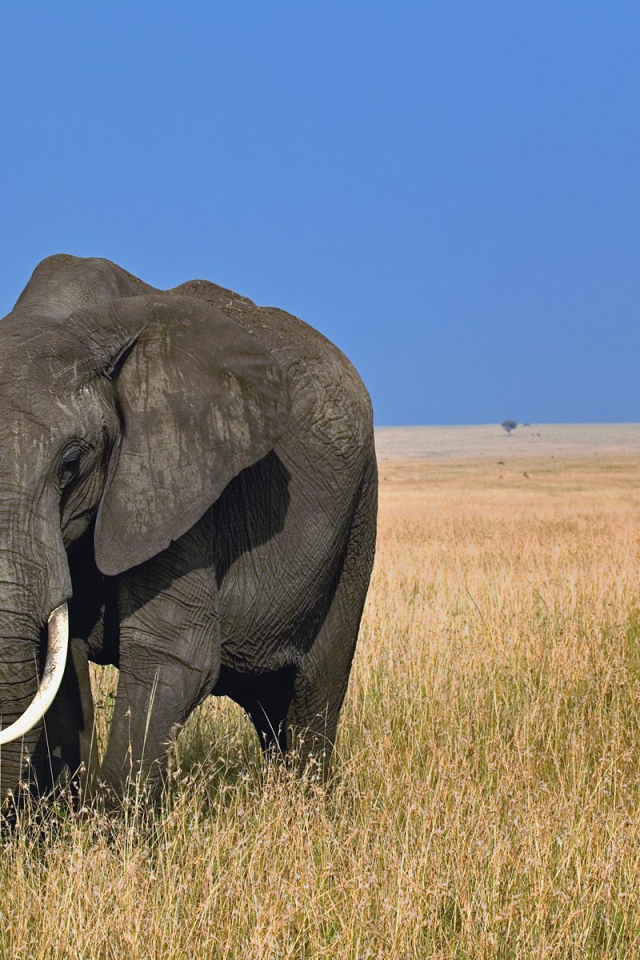 Африканский слон