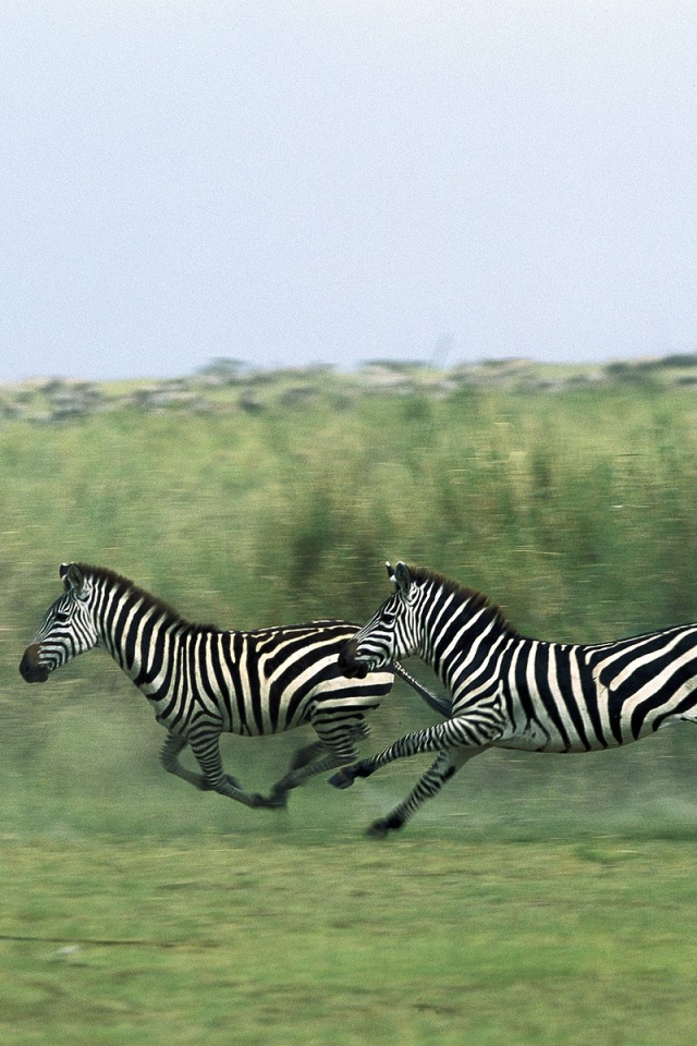 Полосатые зебры