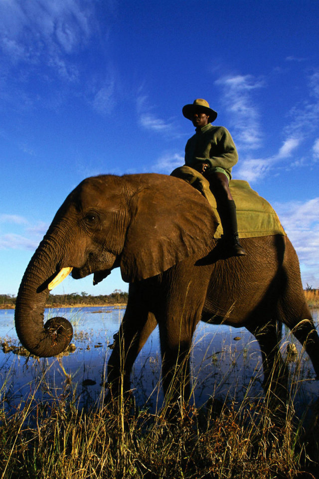 Африканский слон