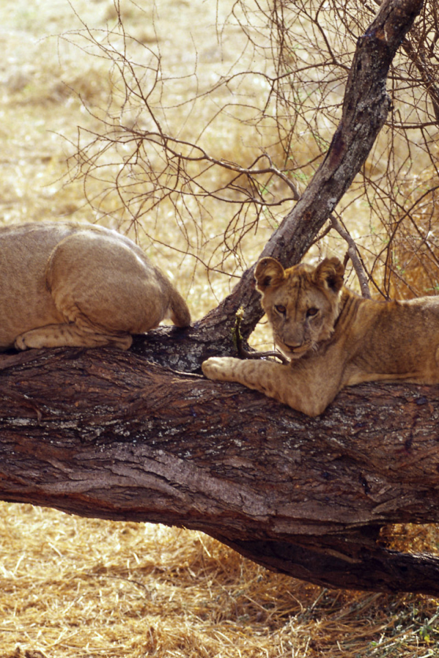 Африканские львицы