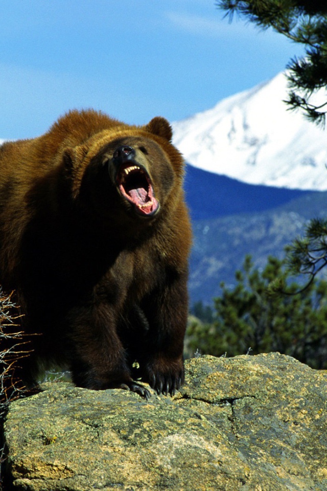 Злой медведь