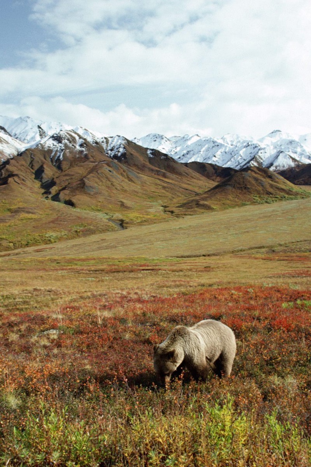 Медведь в поле