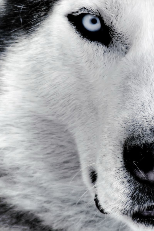 Красивый волк